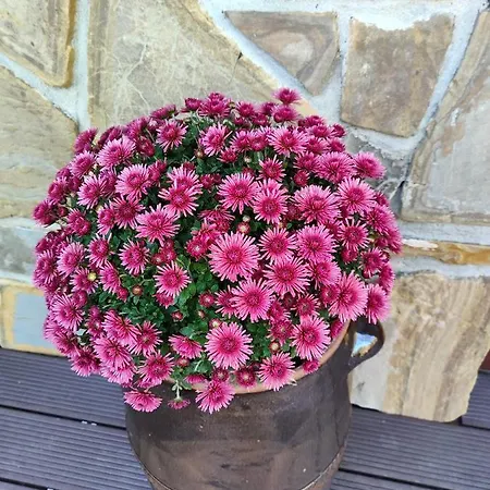 Chata U Wozniaka Kościelisko