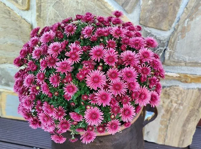 Chata U Wozniaka Kościelisko